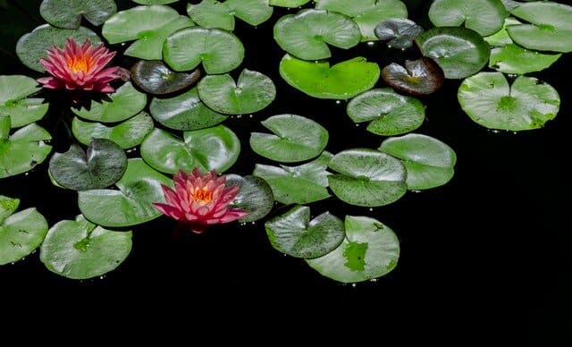 Red-and-green-lily-pads-focus-photography-730905