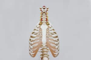 Image of a skeleton of the back 