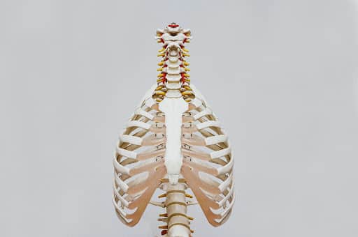 Image of a skeleton of the back 